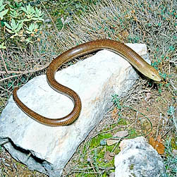 Pseudopus Apodus Monaco Nature Encyclopedia