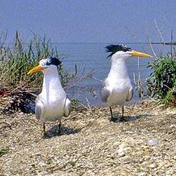 Charadriiformes Archivi Monaco Nature Encyclopedia