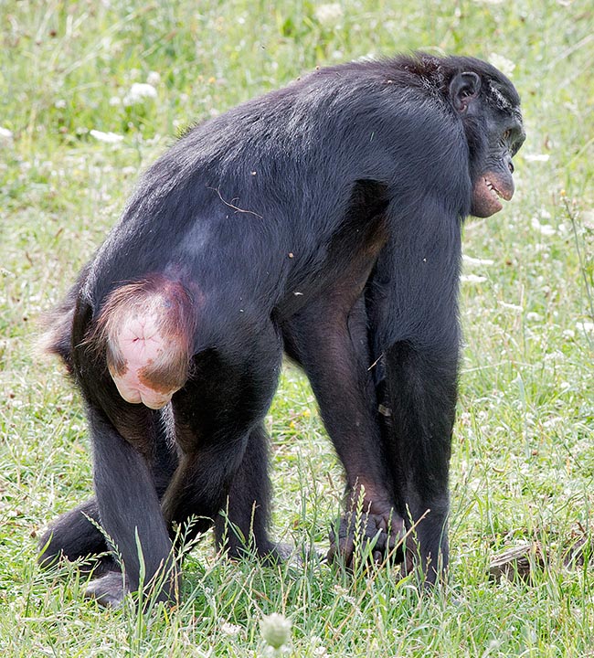 Chimp cock sucking