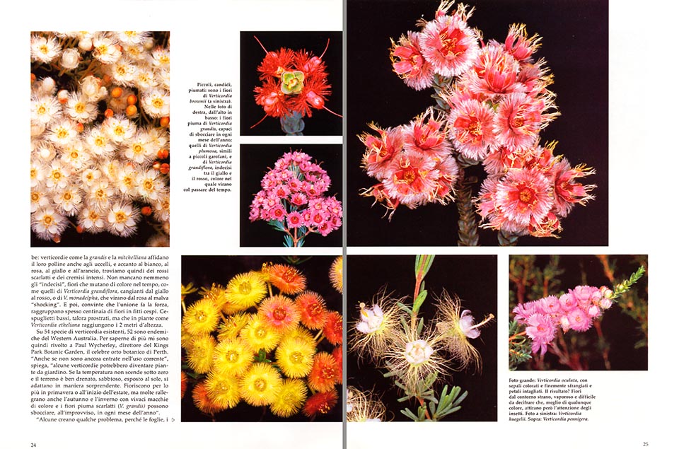 Verticordia : the “ feather flowers ” which Australia - Monaco Nature Encyclopedia