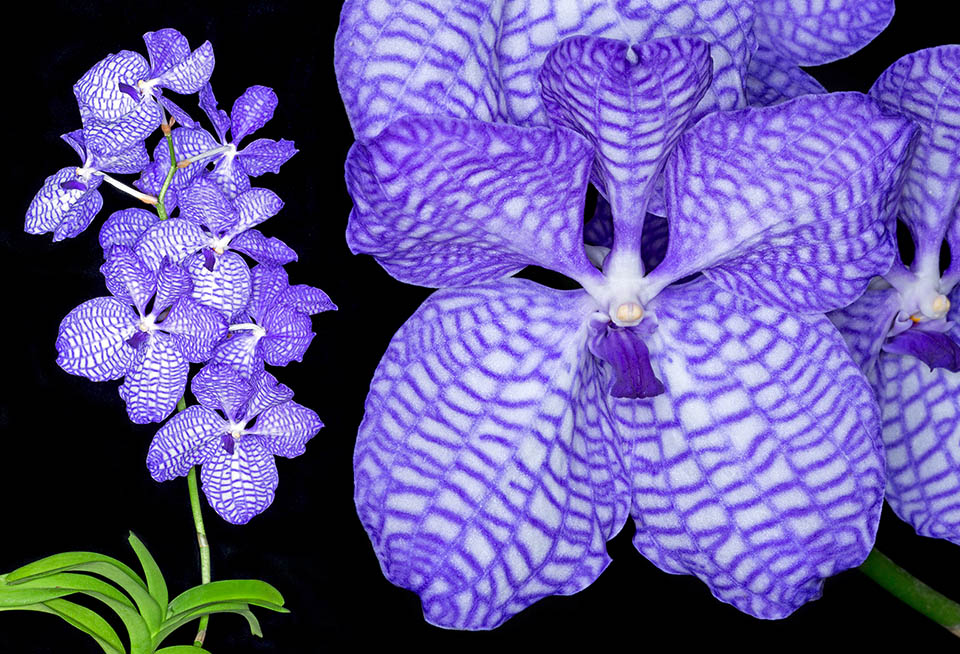 Un Híbrido Muy Raro De Dos Orquídeas Naturales Se Llama