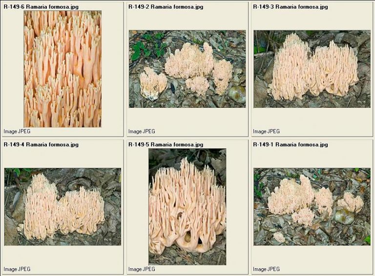 Fungi - Monaco Nature Encyclopedia