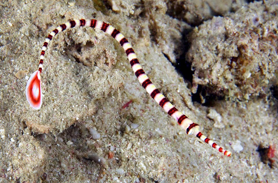 More normal is the look of the Ringed pipefish (Dunckerocampus dactyliophorus), just under 20 cm long, and frequent in tropical Indo-Pacific.