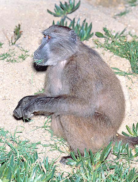 Primates Monaco Nature Encyclopedia