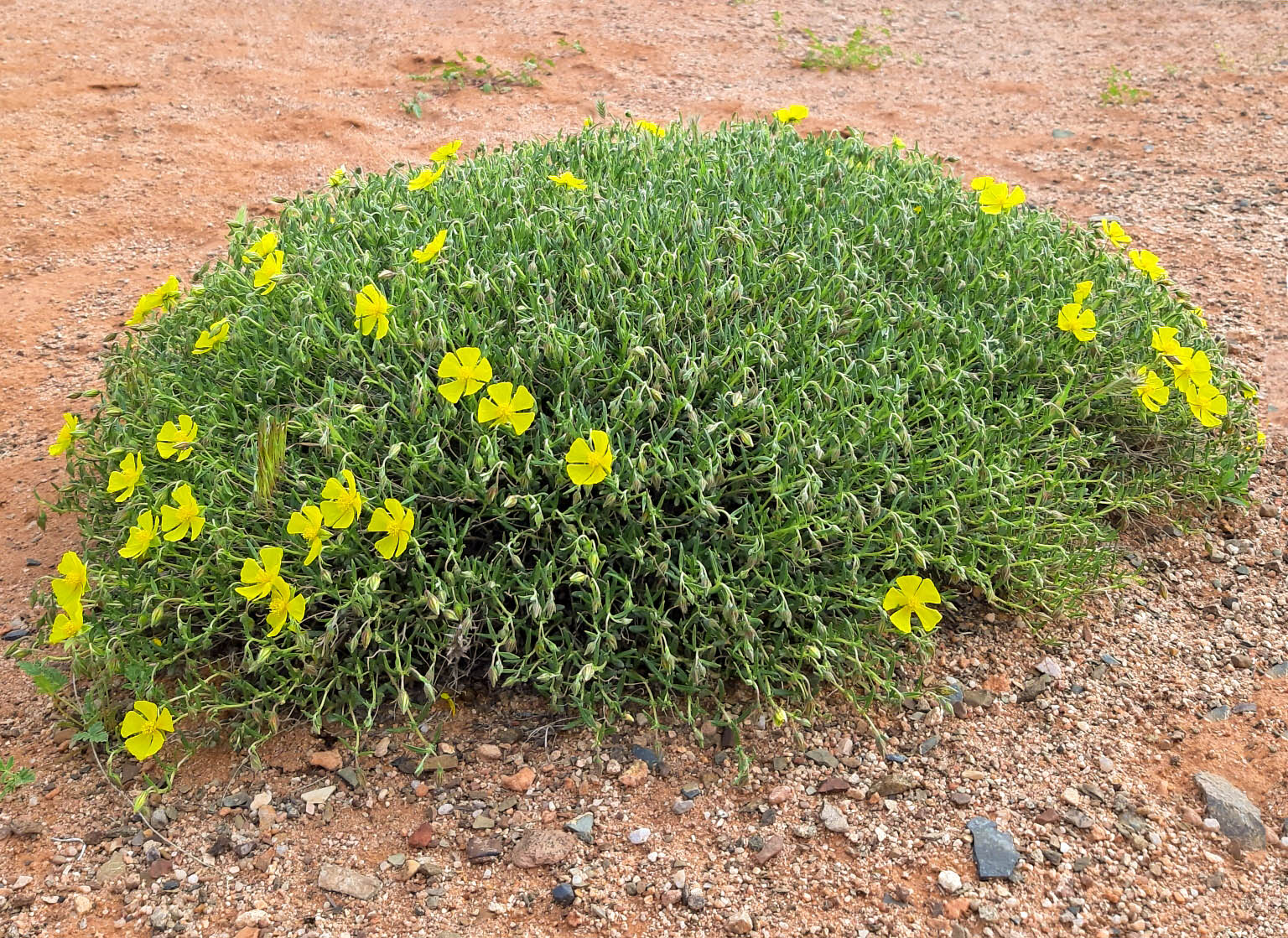 Ad Oriente, Helianthemum songaricum ha un vasto areale che si estende dal Kazakhstan a tutta l’Asia centrale e raggiunge, attraverso lo Xinjiang, la Cina settentrionale.