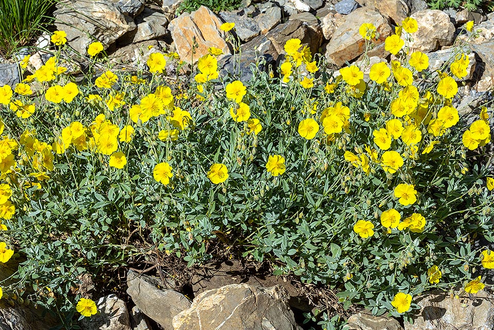 Helianthemum apenninum subsp. cantabricum è la sottospecie spagnola, endemica della Cordigliera Cantabrica e adiacenze, con fiori gialli o arancioni anziché bianchi.