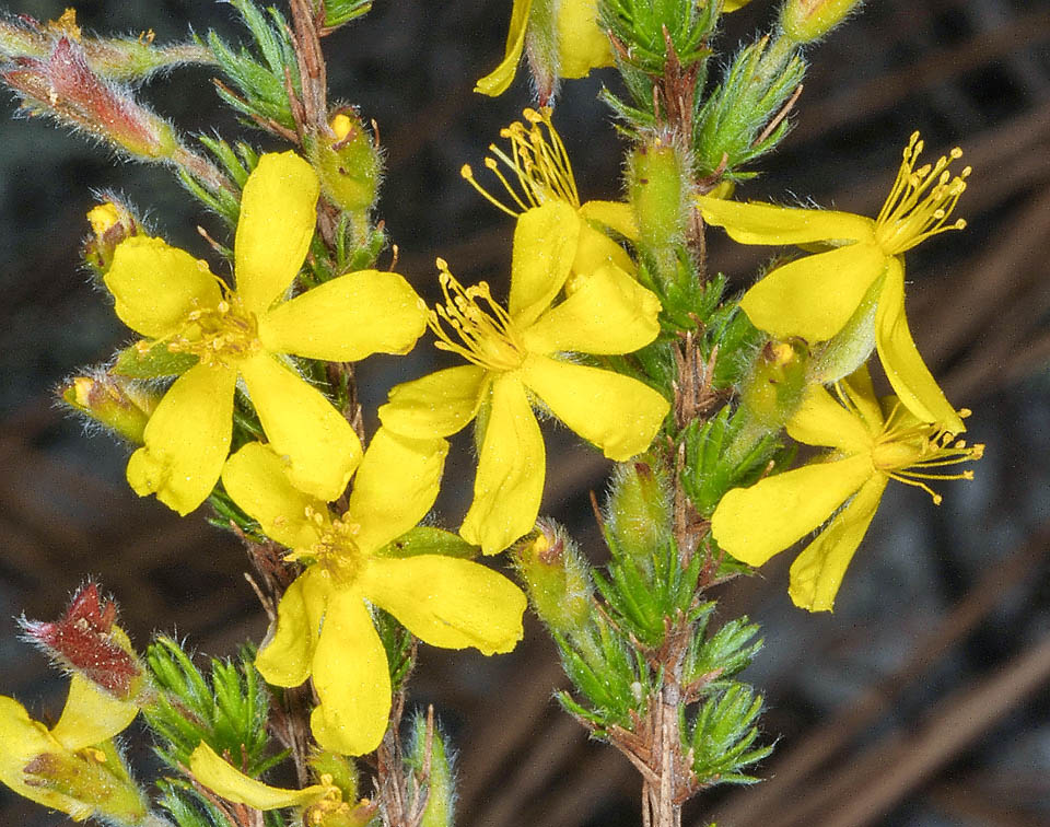 A Occidente, Hudsonia ericoides cresce in America dal Labrador alla Carolina del Sud in genere nelle pinete rade o degradate lungo le coste.