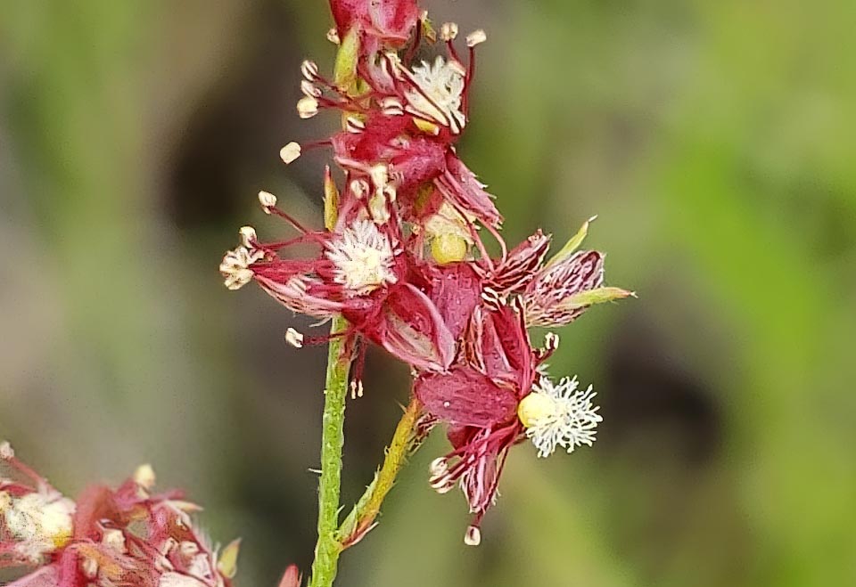 Anche Lechea tenuifolia è americana, piuttosto rara ma con un areale molto ampio, dalle coste atlantiche alle grandi pianure centrali. Piccoli effimeri fiori rossicci o bruni.