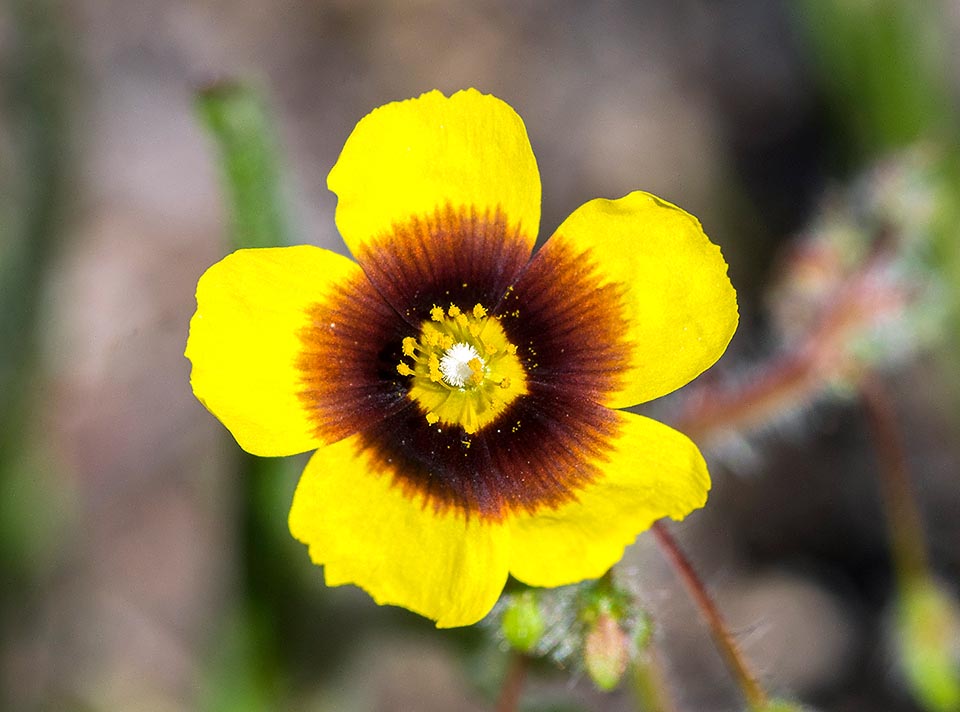 Lo splendido fiore ha petali gialli con una caratteristica macchia scura sull’unghia, di dimensioni variabili, che a volte può anche mancare.