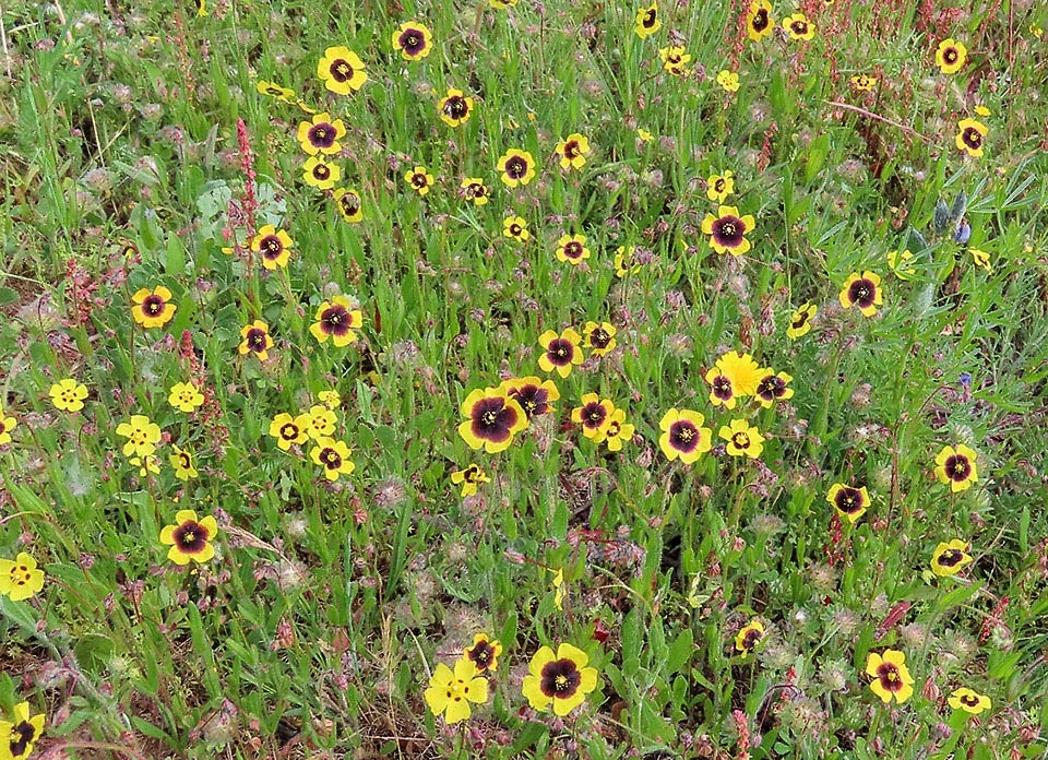 L’unione fa la forza e la Tuberaria guttata che cresce annuale nell’area della vite del bacino mediterraneo non ha certo problemi d’impollinazione.