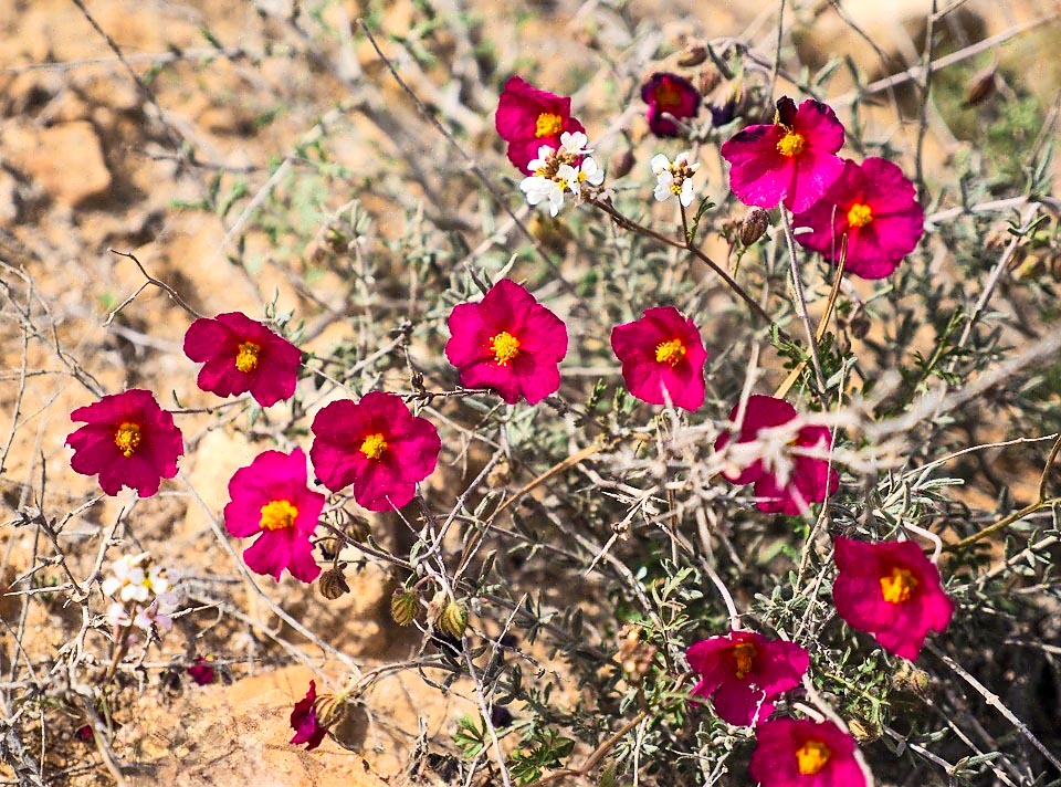 Helianthemum vesicarium è una perenne del Mediterraneo sudorientale, dalla Tunisia alla Siria, con caule lignificato e fiori rosa o viola rossastro scuro.