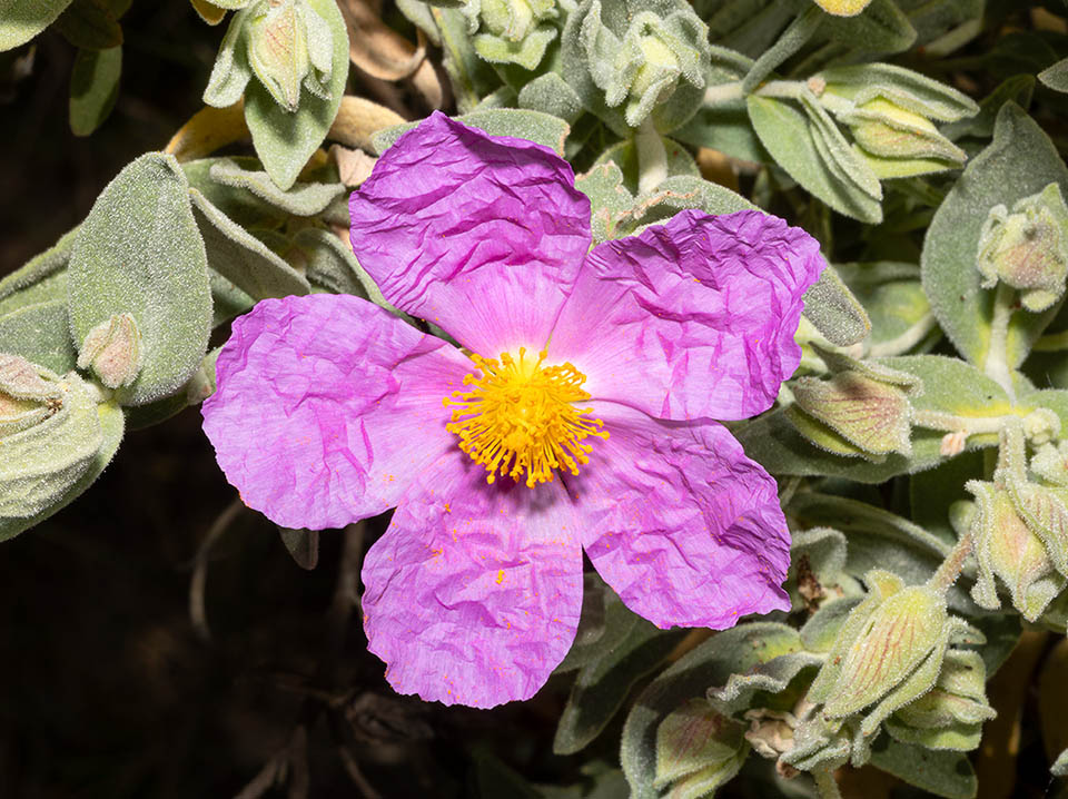 La famiglia delle Cistaceae, inserita nell’ordine delle Malvales, prende il nome dal genere Cistus. Sono tipiche specie della macchia mediterranea, delle garighe successive ad un incendio e di praterie incolte. Nella foto, Cistus albidus con i caratteristici petali spiegazzati. È una specie esigente perché richiede terreni calcarei.