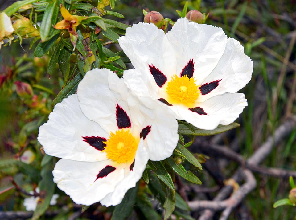 Cistus ladanifer cresce in Marocco, Algeria, Canarie e penisola iberica. I fiori, più grandi non solo del genere ma anche della famiglia, producono notevoli quantità di nettare.