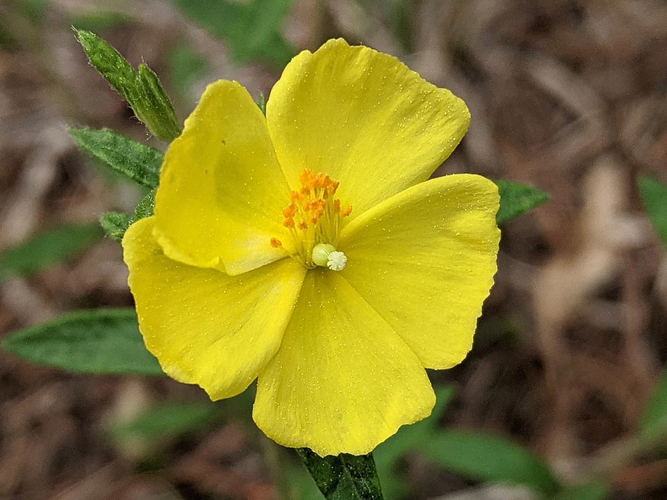 Anche se il Mediterraneo è la culla della famiglia, fra le Cistaceae non mancano specie americane come questo Crocanthemum canadense, erba perenne che, come altre della famiglia, all’arrivo di un insetto impollinatore inclina verso un lato gli stami per meglio caricarlo di polline e, facendo così, scopre lo stigma.