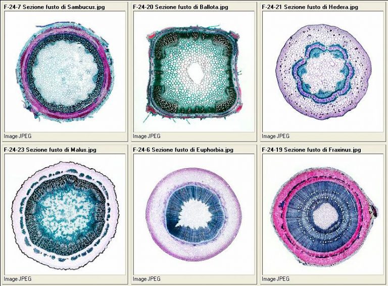 Plant Histology Monaco Nature Encyclopedia