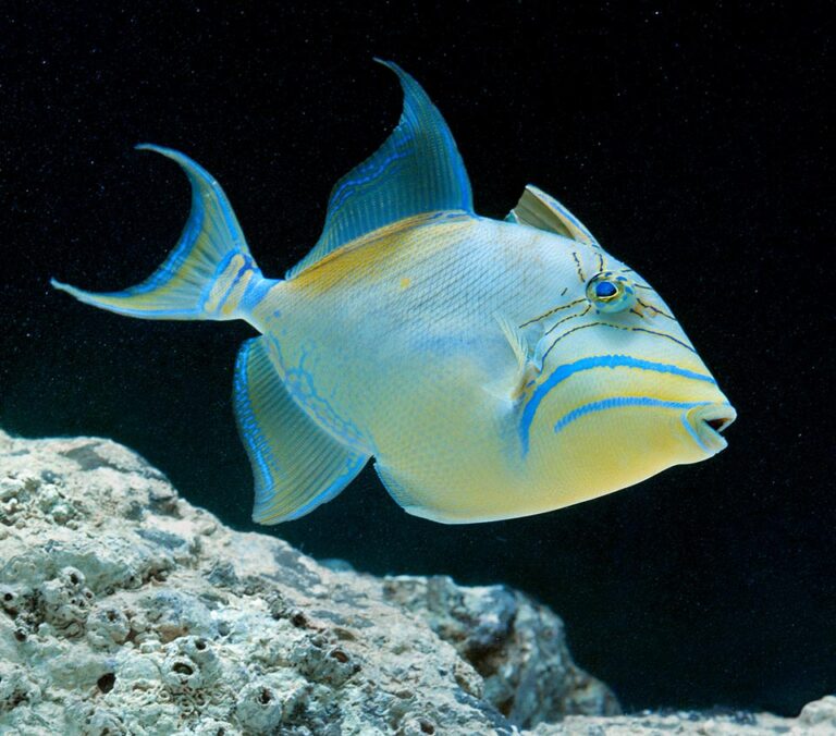 Balistes vetula - Monaco Nature Encyclopedia