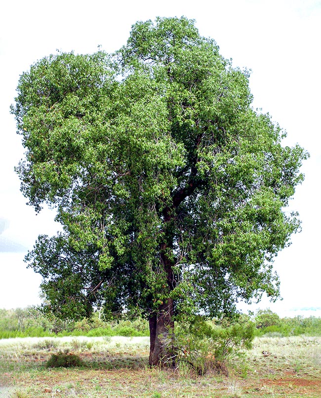 Brachychiton populneus subsp. trilobus is an evergreen of eastern Australia, usually 12 to 15 m tall, with robust trunks able to store huge quantities of water for surviving in the areas with warm and dry climate.