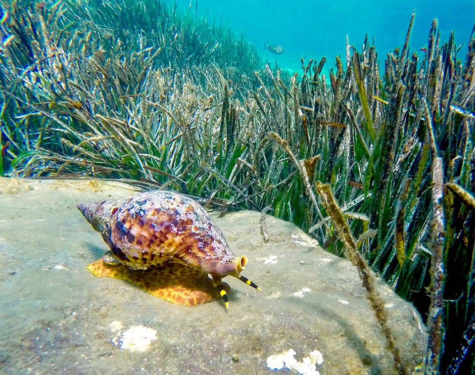 Presente nell’Atlantico, Charonia variegata si trova anche nel Mediterraneo lungo le coste della Grecia e della Turchia.