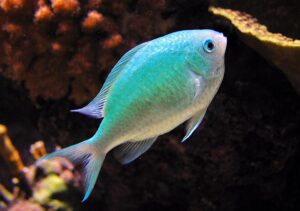 Chromis viridis - Monaco Nature Encyclopedia