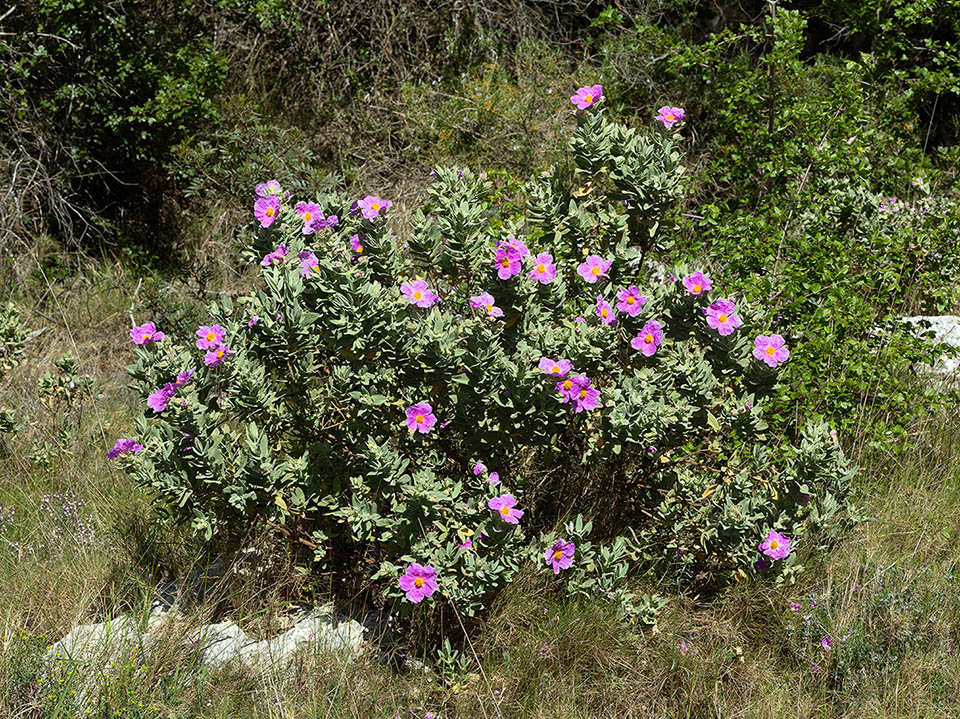 Cistus albidus, così detto per la peluria chiara delle foglie, è un arbusto sempreverde frequente sui suoli calcarei ed aridi della garriga mediterranea.