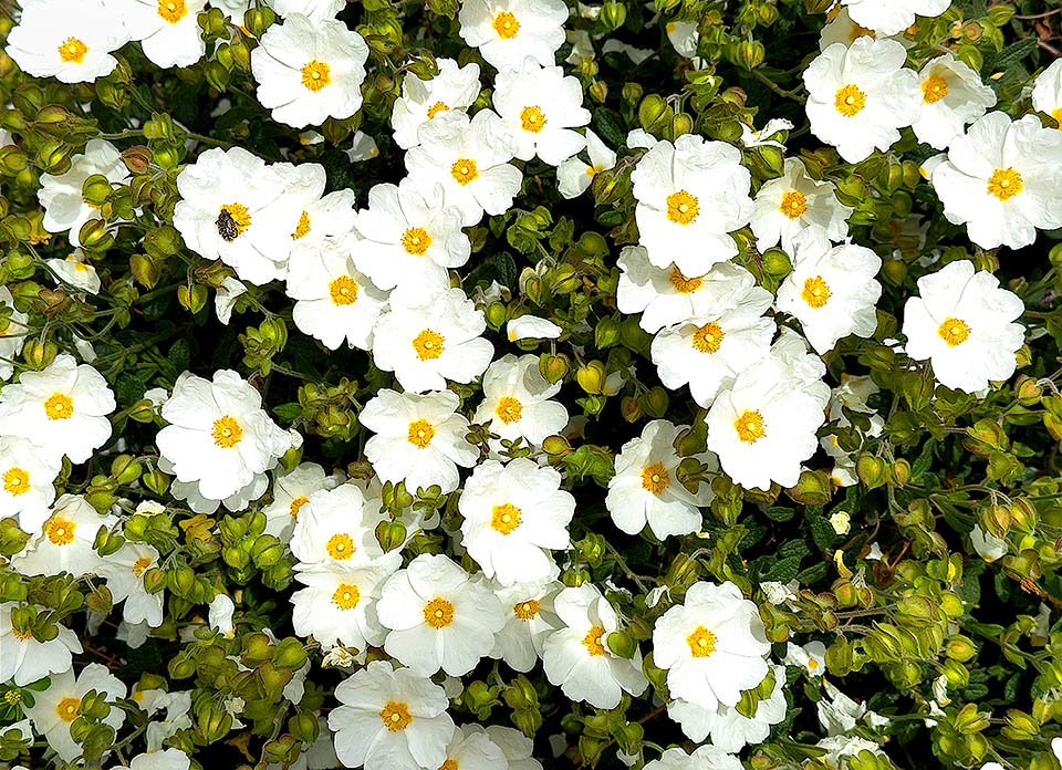 Il Cisto di Montpellier (Cistus monspeliensis) è un arbusto sempreverde mediterraneo, molto aromatico, che raggiunge i 70-100 cm d’altezza.