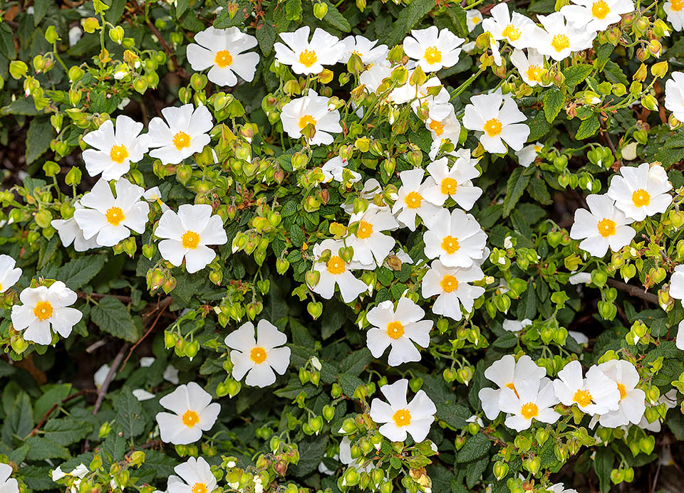 Cistus salviifolius è un arbusto molto ramificato a portamento prostrato. Alto anche 90-100 cm, supera infatti raramente i 60 cm.