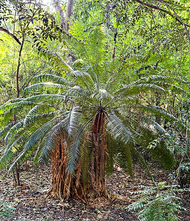 Cycas circinalis, plante arborescente à l'élégante couronne de feuilles pennées, peut atteindre 10 m de haut.