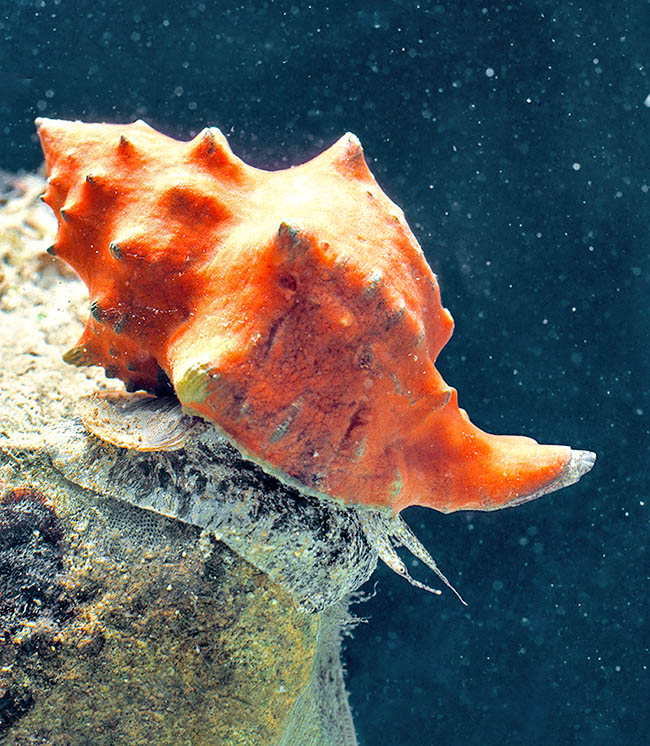 Hexaplex trunculus è comune nel Mediterraneo e lungo le coste atlantiche adiacenti fino alle Canarie e alle Azzorre.