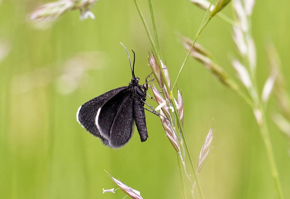 Of Palearctic origin and now rare in various locations, the Chimney sweeper (Odezia atrata) is present in all Europe, in the Balkans and in Mongolia.