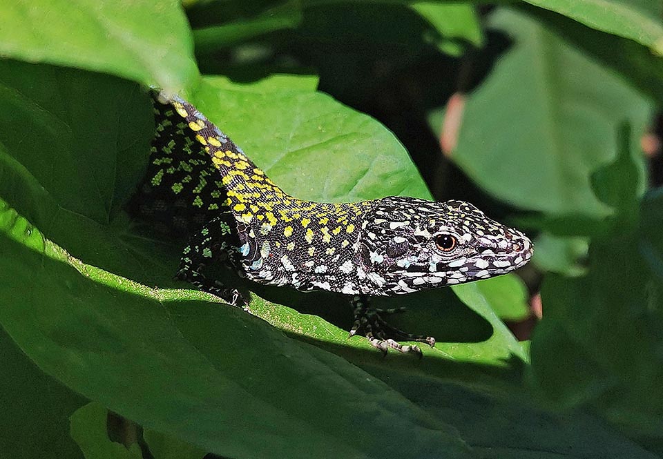 La Lucertola muraiola è presente con 5 sottospecie nell’Europa continentale, dalla Francia e parte della Spagna alla Turchia. Qui un maschio di Podarcis muralis nigriventris.