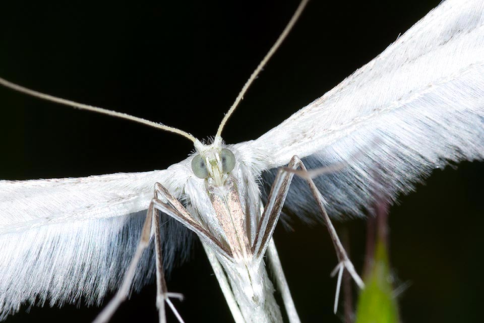 Le Ptérophore blanc (Pterophoros pentadactyla) est présent dans presque tout l'Ouest du Paléarctique, au Moyen-Orient jusqu'à l'Iran et en Afrique.