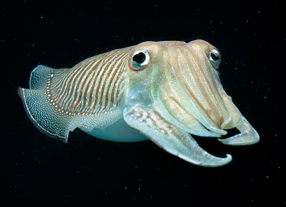 Sepia officinalis, Common cuttlefish : fisheries