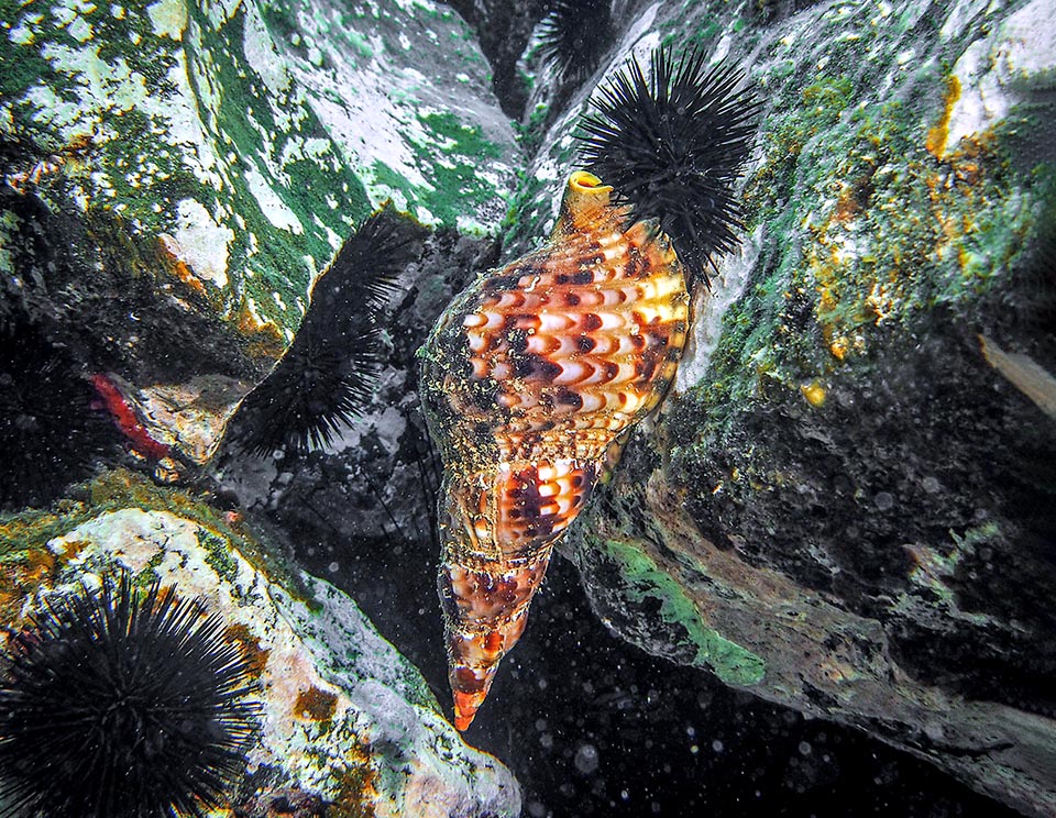 Nel Mediterraneo, in Spagna, la preda di turno è qui un Paracentrotus lividus, riccio di mare molto frequente lungo le coste.