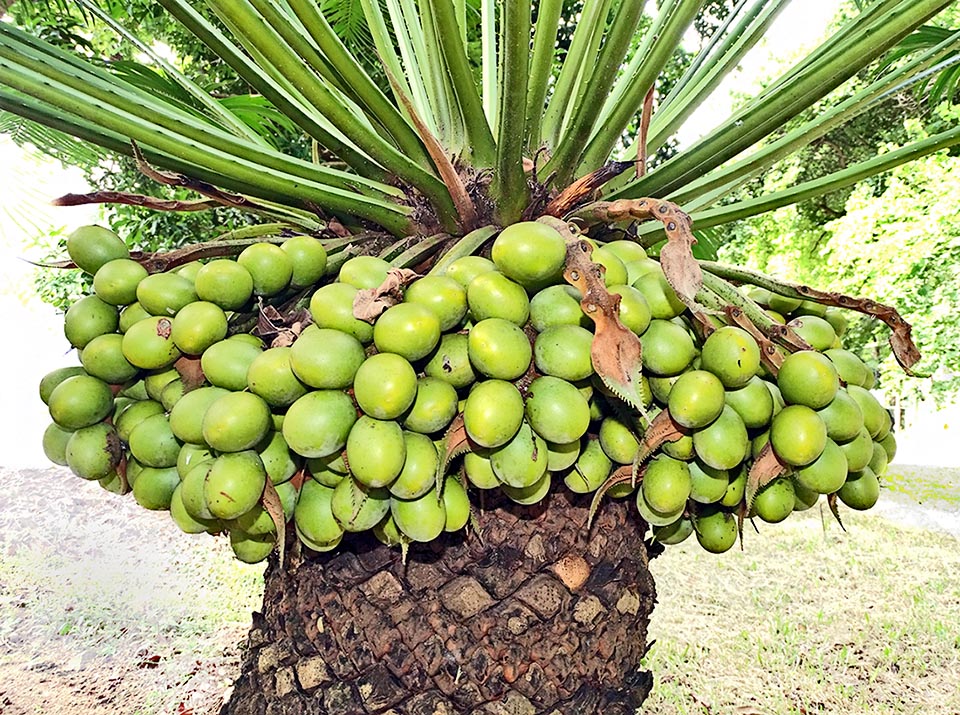 Les pieds femelles de Cycas circinalis forment des structures foliaires en forme de plume à l'apex du tronc. De gros ovules à leur marge attendent le pollen pour se transformer en graines.