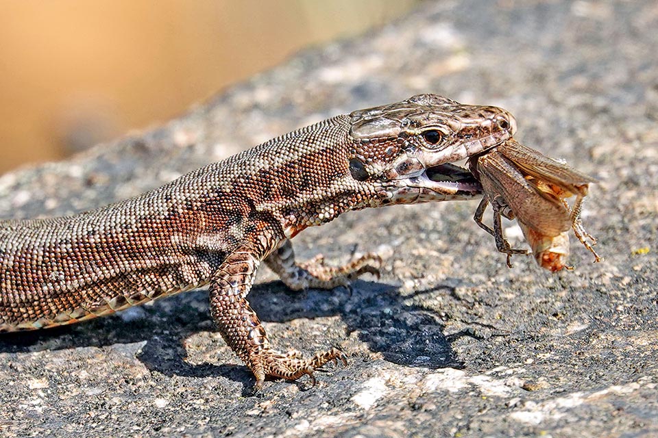 Essenzialmente insettivora, questa lucertola preda un’ampia varietà di invertebrati terrestri come questa cavalletta.