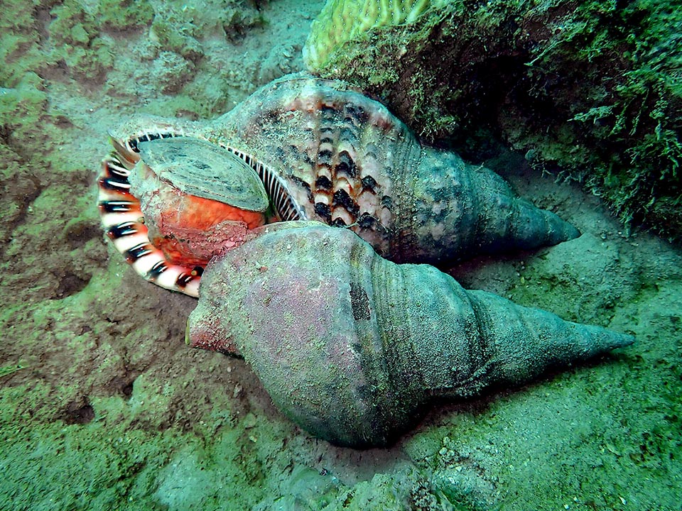 Two specimens side by side. Operculum is raising and surely not to prey. Unlike many gastropods Charonia variegata is not hermaphroditic but has separate sexes and reproduction occurs by internal fecundation. The female lays about one hundred drop shaped eggs sticking them on a rocky wall or a cavity on the bottom.