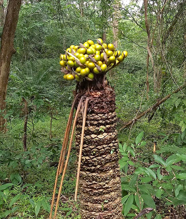 Au Kerala, Cycas circinalis est gravement menacée car, outre les feuilles, on récolte souvent les graines pour l'alimentation et transforme la moelle de la tige en farine. Les cônes mâles, dont le pollen n'est pas encore libéré, sont disposés dans les rizières pour repousser les parasites qui s'attaquent aux caryopses en train de mûrir.