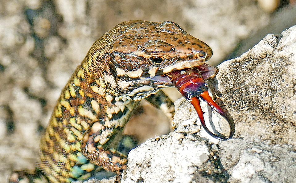 Qui ha acchiappato una Forbicina (Forficula auricularia) e non mostra evidenti preferenze per specifici gruppi sistematici.