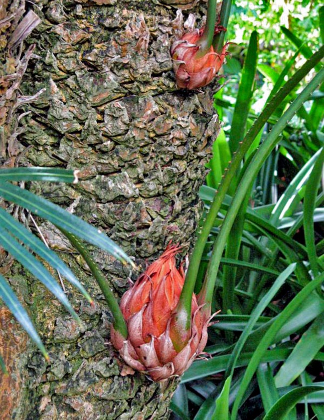 Cycas circinalis peut aussi se reproduire de manière asexuée. Des germes se forment sur le tronc sous forme de bulbilles qui poussent sur la même plante, ou tombent pour générer de nouveaux pieds.