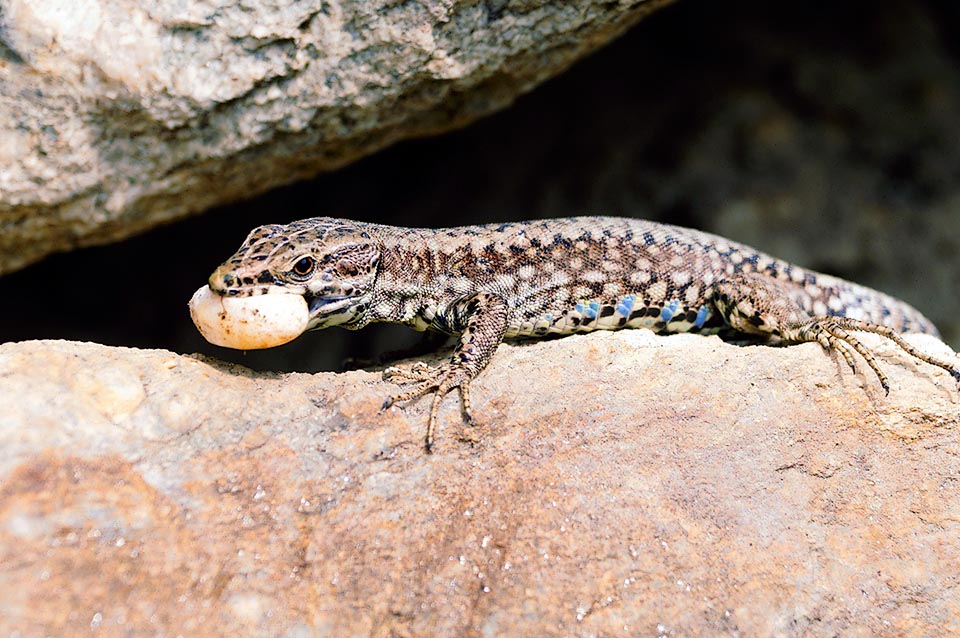 Podarcis muralis è un rettile generalista e opportunista che non non esita nemmeno davanti alle uova appena deposte in un nido della sua specie.