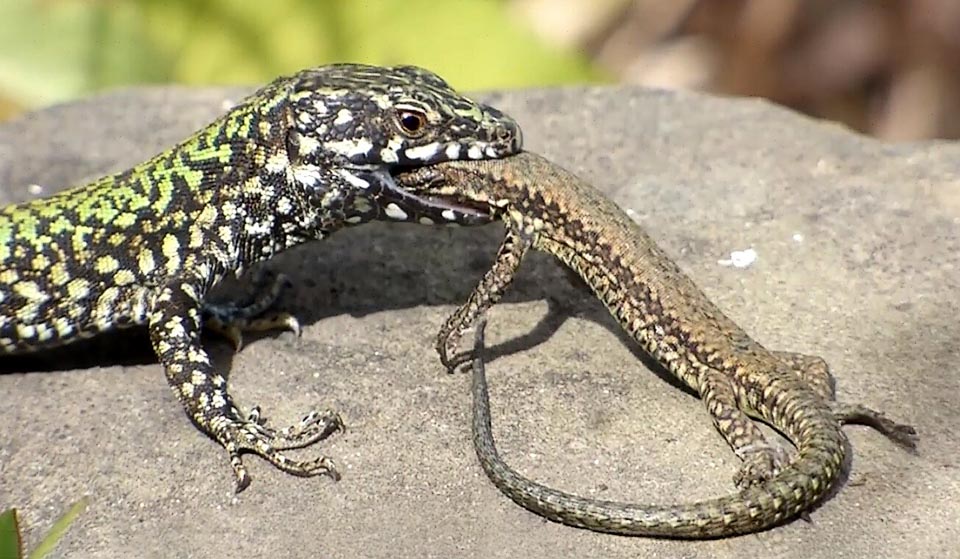 E non mancano raccapriccianti casi di cannibalismo, come per questo povero giovane che si trovava al posto sbagliato.