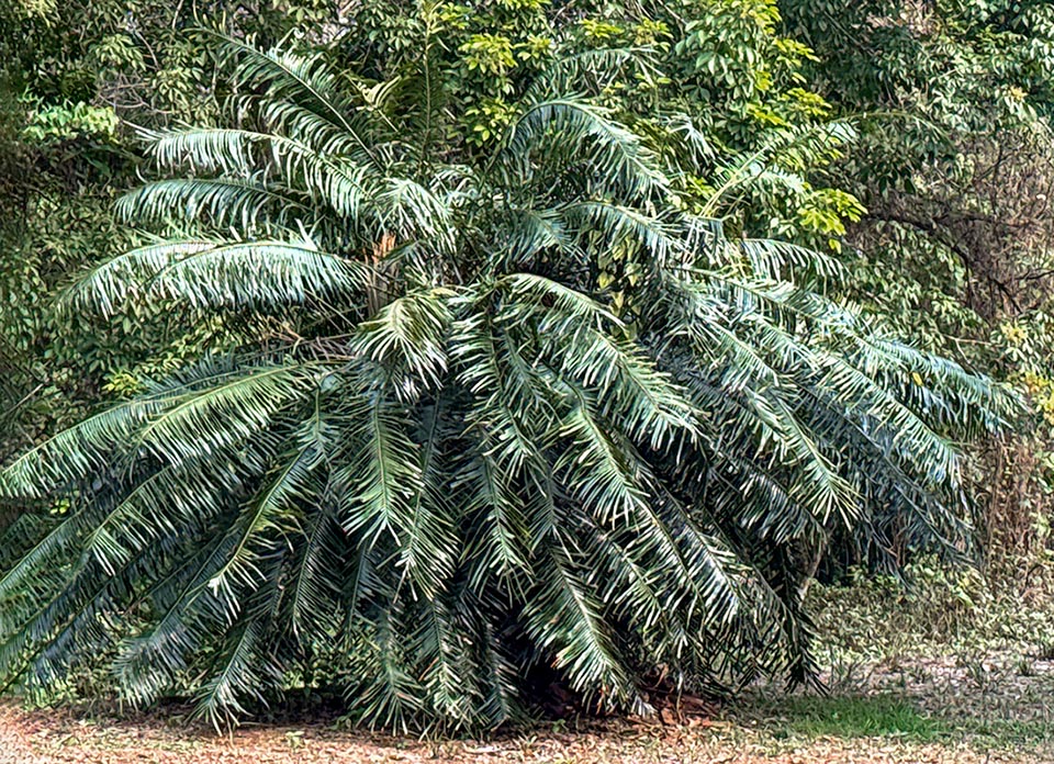 Cycas circinalis est largement cultivé, notamment sous climat tropical et subtropical chaud, comme plante ornementale d'intérieur ou de jardin.