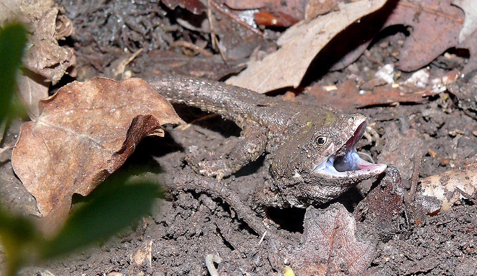 Podarcis muralis è fortemente territoriale. I maschi controllano un’area sovrapposta a quella di una o più femmine e la difendono a morsi contro l’intrusione di altri maschi.