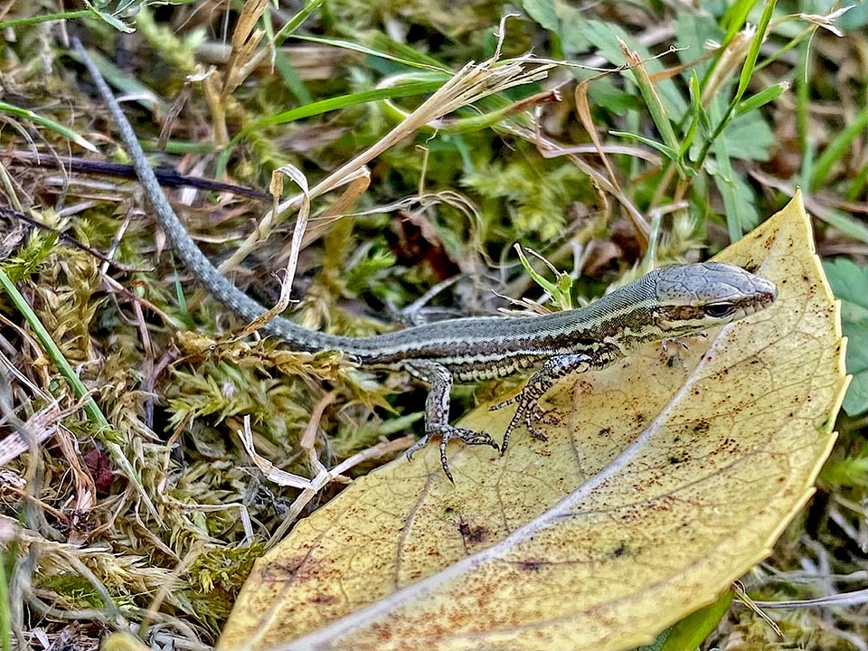 Giovane in crescita. Si notano numerose striature mimetiche orizzontali che richiamano quelle scure delle femmine.