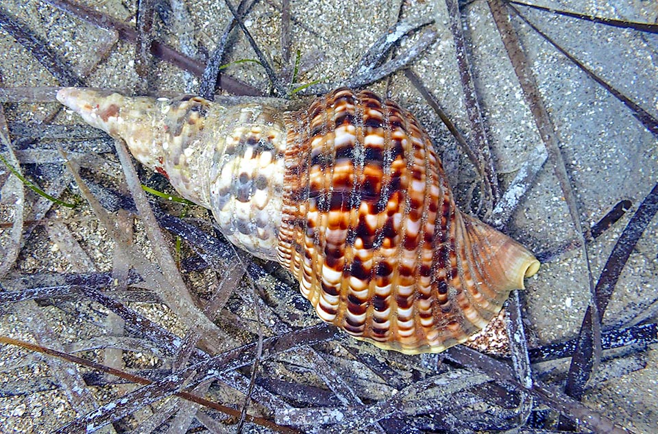 Charonia variegata è un mollusco imponente che può raggiungere i 40 cm e si muove in genere sui fondali fra 5 e 20 m di profondità, ma è stato trovato anche a 100 m.