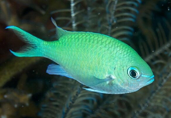 Chromis viridis - Monaco Nature Encyclopedia