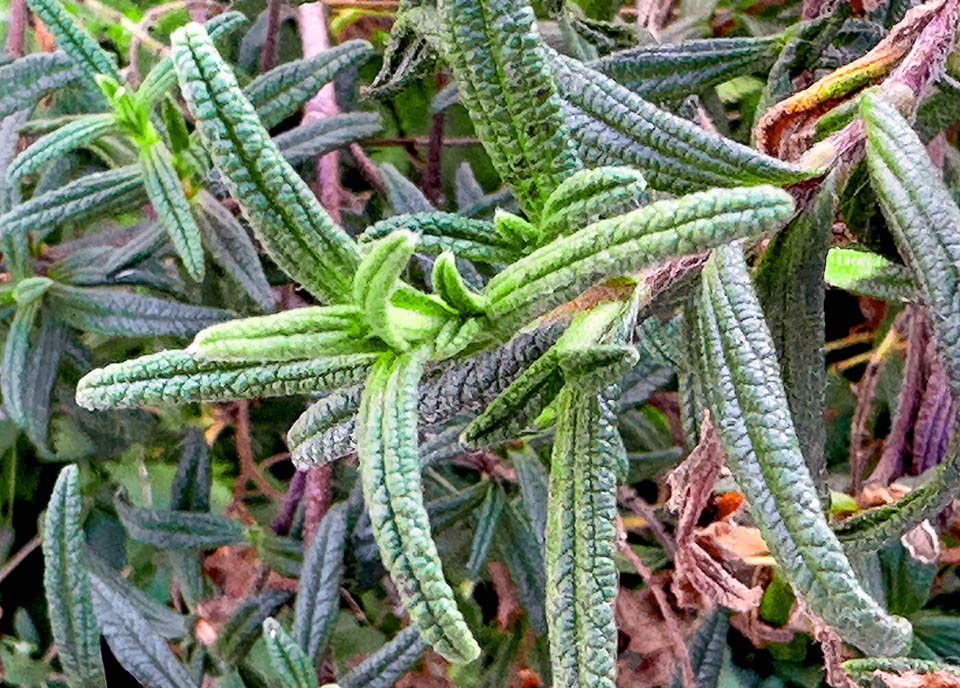 Si distingue a prima vista dal Cistus salviifolius, anche lui a fiori bianchi, per le foglie lineari lanceolate, vischiose al tatto, lunghe fino a 5 cm.