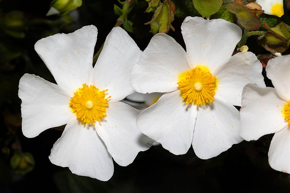 In fiori, larghi 4-5 cm, sono bianchi con l’unghia dei petali gialla, inseriti su una infiorescenza uniflora o, talvolta, con due fiori appaiati.