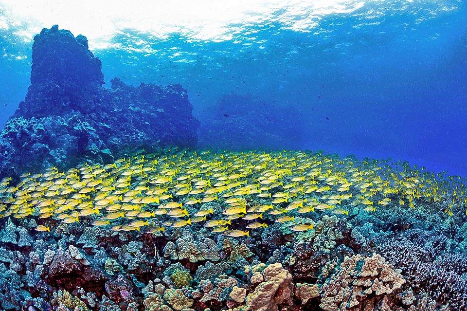 Ne hanno fatta di strada i Teleostei! Nati all’inizio nel Triassico, hanno approfittato della grande estinzione di massa del Triassico-Giurassico per adattarsi con 20.000 specie.