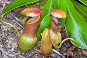 Nepenthes pervillei - Monaco Nature Encyclopedia